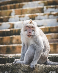 Long-tailed Macaque Sitting on Temple Steps in Bali, Indonesia