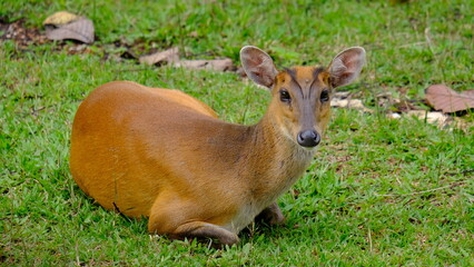 barking deer lay down on the grass, Wild animal female Deer in nature the national park forest Thailand