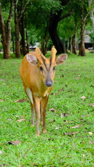 Deer in the Thungyai Naresuan Wildlife Sanctuary, Eastern Section, is located in Tak Province, Thailand