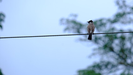 colorSooty-headed bulbul bird in Thailand, Sootyheaded Bulbul (Pycnonotus aurigaster) perches on a cable