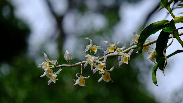 Dendrobium crystallinum Rchb. f., Found in the Thailand, on small trees in exposed locations of evergreen, semi-deciduous and dry lowland forests, blooms in the summer