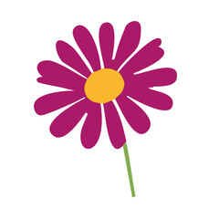 Magenta daisy yellow center. Vector