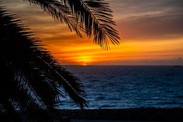 Atlantic Sunrise Framed by Palm – Mar del Plata, Argentina

