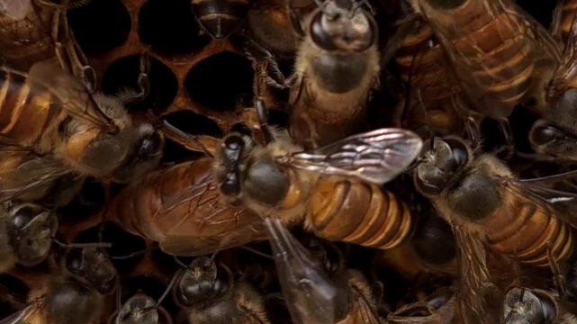 Indian honey bee, known scientifically as Apis cerana indica, plays a vital role in pollination and honey production, as thousands of bees work within the beehive under the guidance of their queen bee