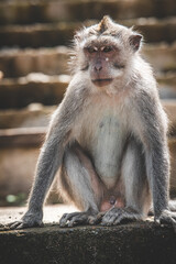 Long-tailed Macaque Sitting on Temple Steps in Bali, Indonesia - Series