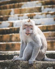 Long-tailed Macaque Sitting on Temple Steps in Bali, Indonesia - Series