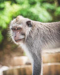 Long-tailed Macaque Sitting on Temple Steps in Bali, Indonesia - Series