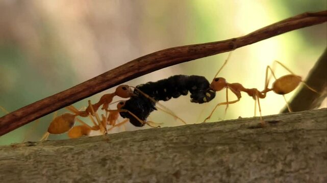 Red ants working as a team carrying food on natural forest tree branch in macro view