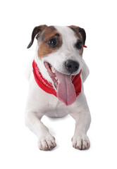 Cute Jack Russell Terrier dog with red bandana on white background