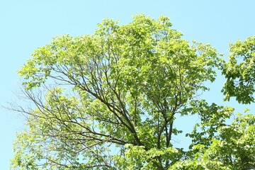 Tree branches with green leaves under blue sky, low angle view