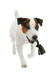 Cute dog playing with toy on white background. Lovely pet