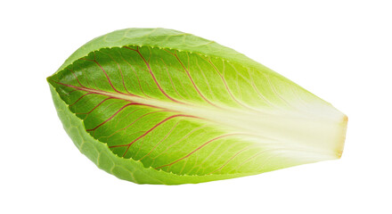 Obraz premium Single Chicory Leaf with Red Veins Isolated