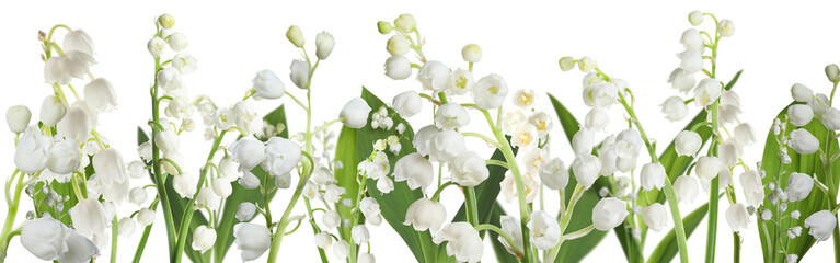 Fototapeta premium Fragrant lily of the valley flowers on white background. Banner design