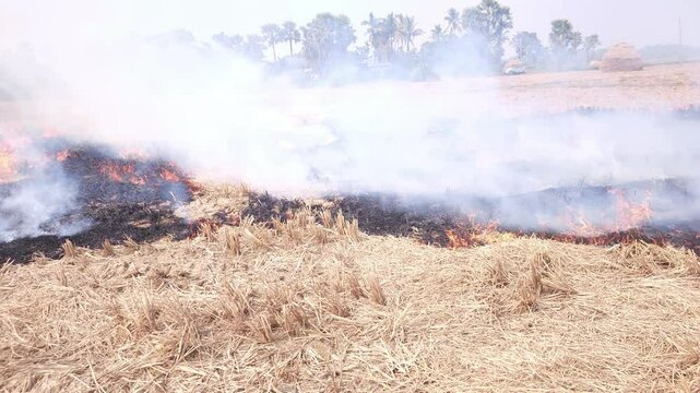 Stubble Burning in India( Parali burning), also known as stubble or straw burning, It significantly contributes to air pollution, releasing harmful gases and particulate matter into the atmosphere.