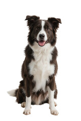 Fototapeta premium Border Collie dog sitting upright, looking at camera, clean white background,