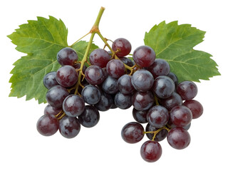 Fototapeta premium Fresh purple grapes with grape leaves and stems, plain white background,natural,leaf,isolated