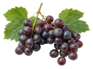 Fresh purple grapes with grape leaves and stems, plain white background,natural,leaf,isolated