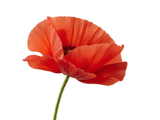 Red poppy flower with slender stem, photographed from the side with artistic lighting from the left,color,tulip,orange