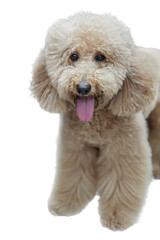 Adorable fluffy apricot poodle with curly fur, perfect for pet grooming, self-care or animal related content for various designs.