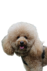 Fluffy apricot poodle dog in harness, suitable for pet grooming, self-care, training concept or pet product advertising in a cute atmosphere.