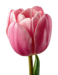 Blooming pink tulip flower nature studio environment artistic viewpoint cut out png