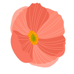 Peach Flower Isolated on White Illustration 