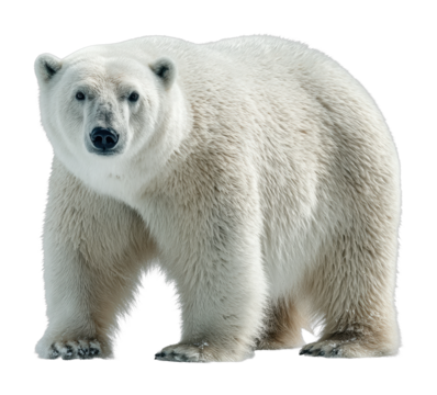 Polar bear encounter in the arctic wildlife natural habitat cut out png