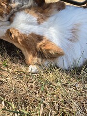 dog lying on the grass