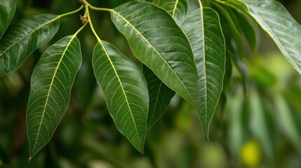Obraz premium Lush Green Foliage Close-up