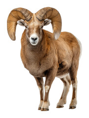 Obraz premium Majestic bighorn sheep in natural habitat wildlife outdoor cut out png