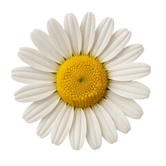 Daisy Flower Vector Isolated on White Background - Simple Botanical Illustration for Wedding Invites, Spring Designs & Wellness Logos