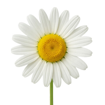 Daisy Flower Vector Isolated on White Background - Simple Botanical Illustration for Wedding Invites, Spring Designs & Wellness Logos