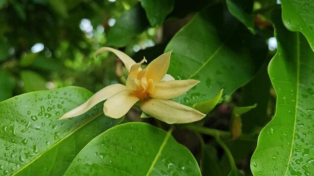 White Champaka
