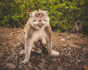 Long-tailed Macaque