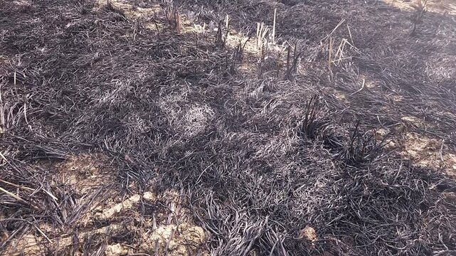 Stubble Burning in India( Parali burning), also known as stubble or straw burning, is the practice of setting fire to crop residue left after harvesting, primarily in agricultural regions of India.