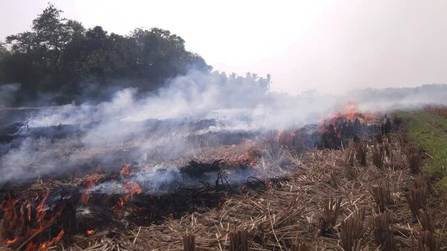 Stubble Burning in India( Parali burning), also known as stubble or straw burning, is the practice of setting fire to crop residue left after harvesting, primarily in agricultural regions of India.