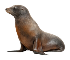 Active sea lion playing on the shoreline coastal beach wildlife natural habitat cut out png