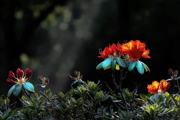  Vibrant flowers in a garden setting © Gatot