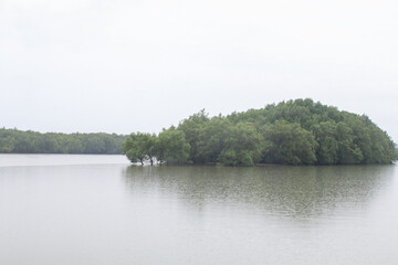 Mangroves forest close to water. Highlighting the region’s natural beauty and biodiversity. National Park Thailand.
