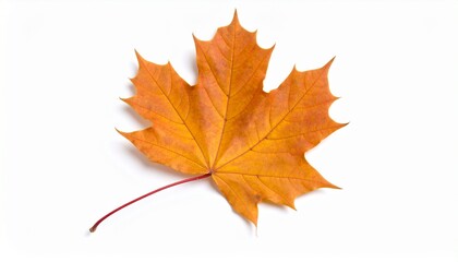 Fototapeta premium autumn maple leaf mockup on white background 