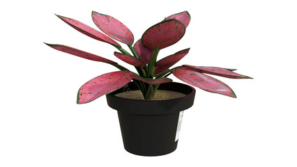 3D Render Illustration of Aglaonema Red Valentine Left View
