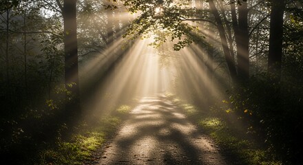 Naklejka premium Sunbeams Illuminate a Forest Path Through Trees and Mist