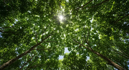 Sunlight Filtering Through Lush Green Canopy of Trees in a Forest (2)