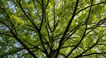 Sunlight Filtering Through the Canopy of a Lush Green Tree