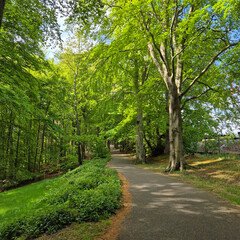 Fototapeta premium The forest way. Path.