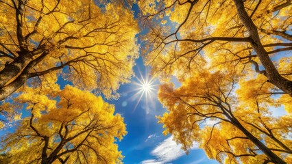 Golden Canopy A Sunlit Autumnal Perspective of Majestic Trees Reaching for the Sky