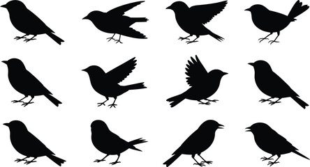 Twelve silhouetted birds in various poses on a white background art