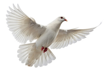 Obraz premium PNG of One White Dove freedom flying Wings on transparent background
