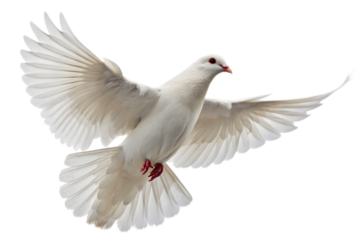 PNG of One White Dove freedom flying Wings on transparent background