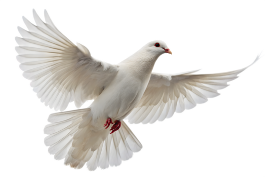 PNG of One White Dove freedom flying Wings on transparent background
